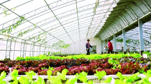 棚顶发电棚底种菜青岛光伏上了央视